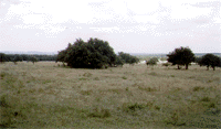 Lot 15